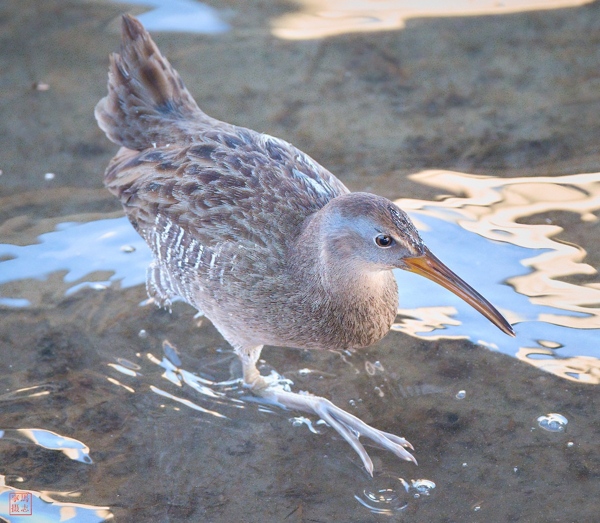 King/Clapper Rail - ML646204144