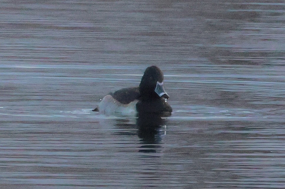 ringand - ML646204147