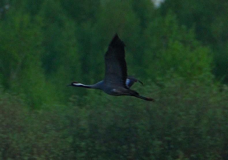 Common Crane - ML646204150