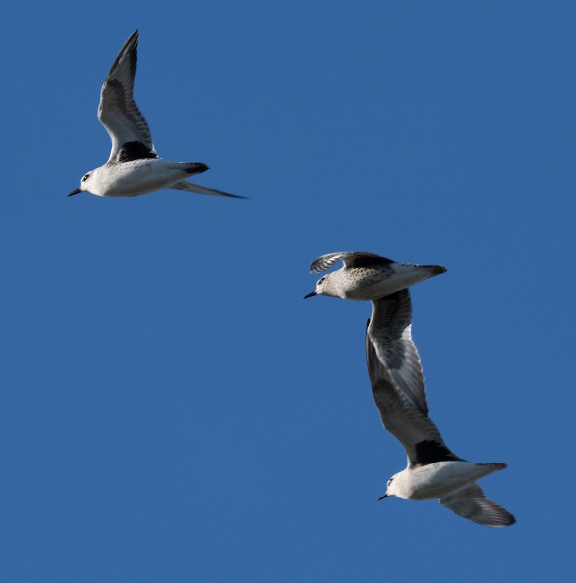 חופזי מנומר - ML646204151
