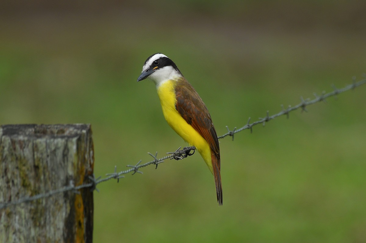 Great Kiskadee - ML646204152