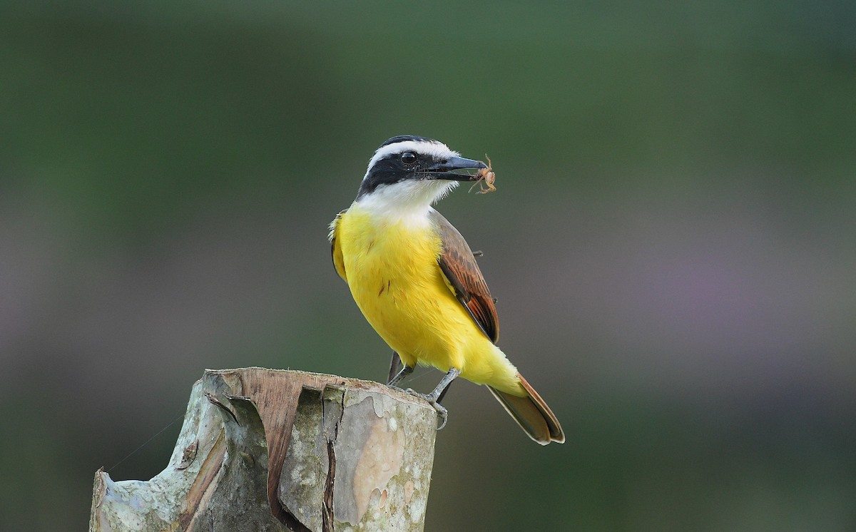 Great Kiskadee - ML646204153