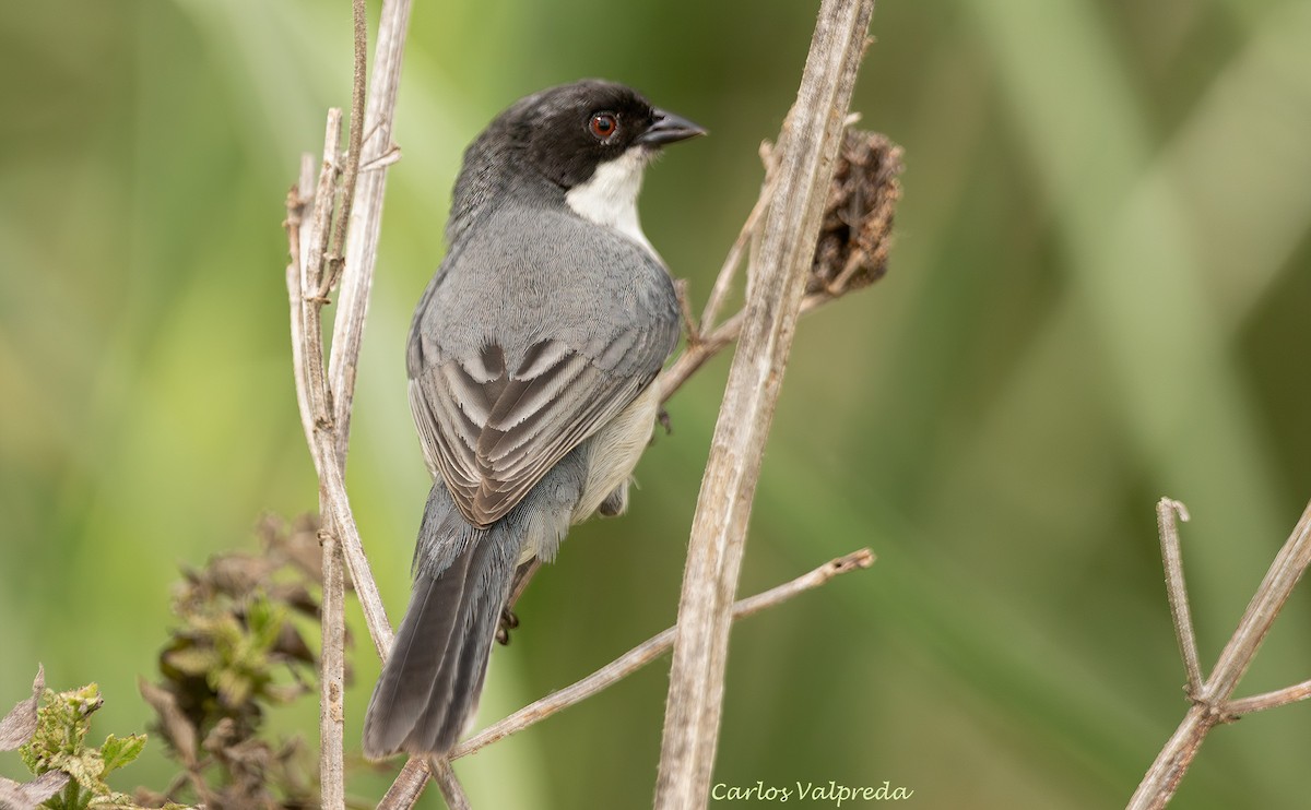 Black-capped Warbling Finch - ML646204157
