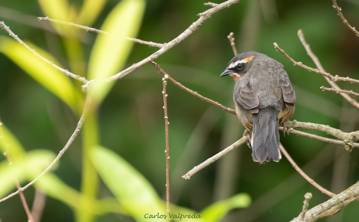 Black-and-rufous Warbling Finch - ML646204169