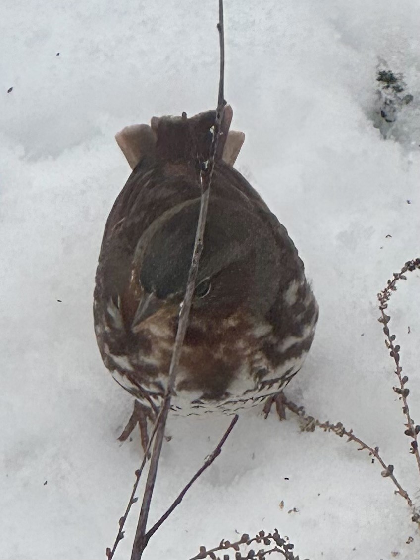 Fox Sparrow - ML646204171