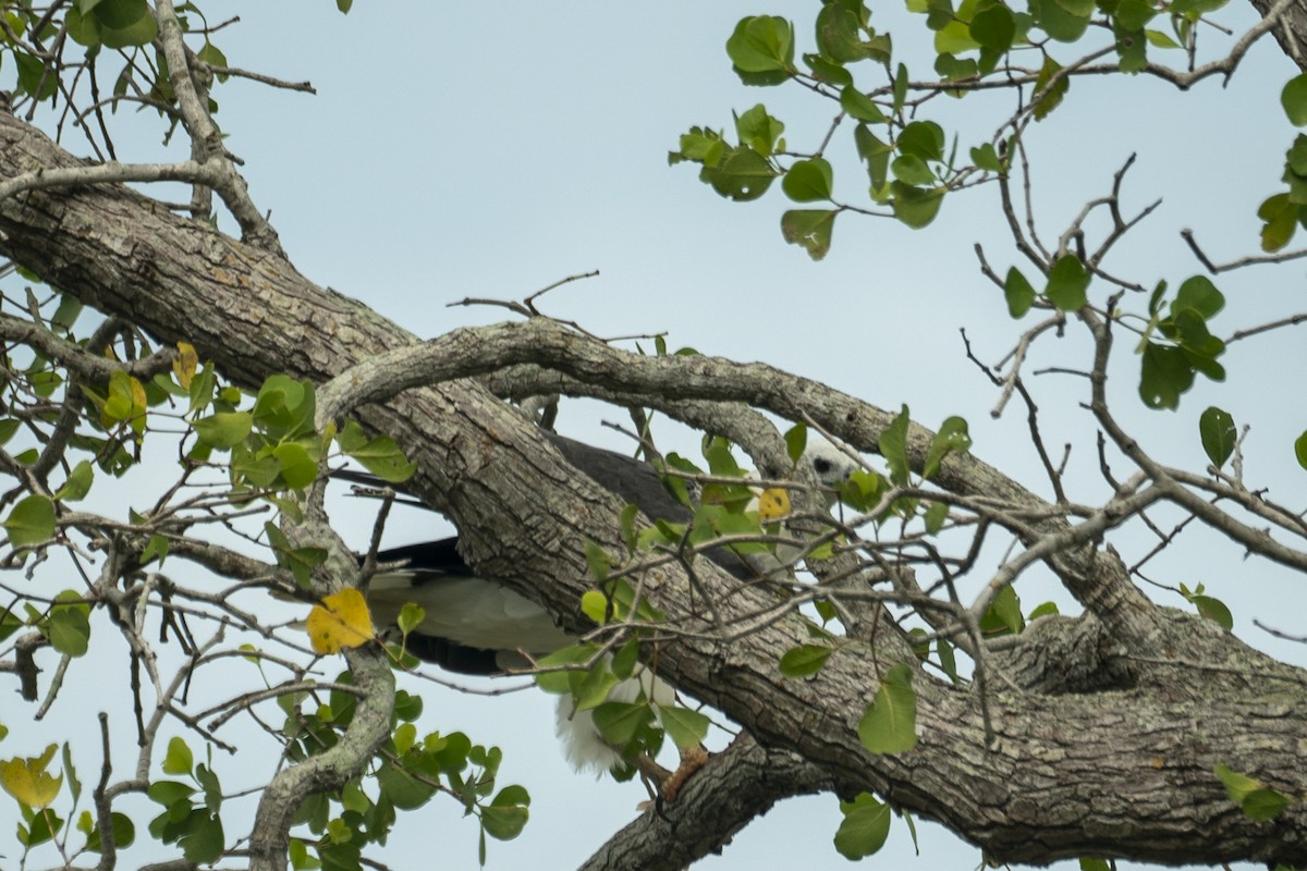 White-bellied Sea-Eagle - ML646204177