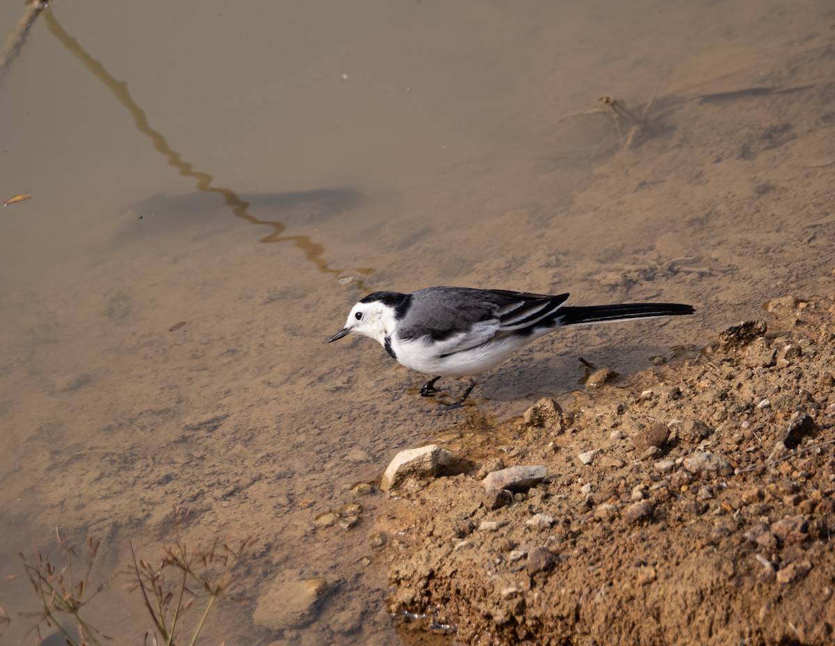 White Wagtail - ML646204178