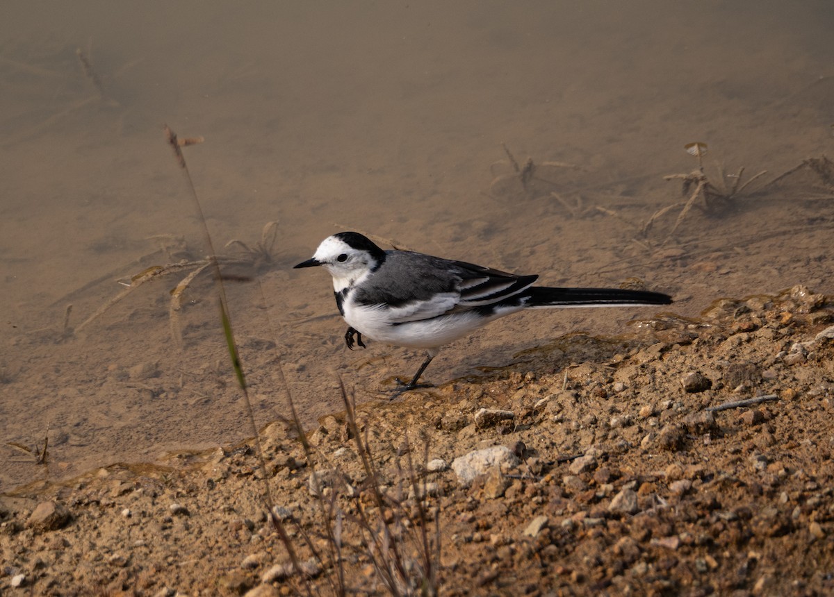 White Wagtail - ML646204180