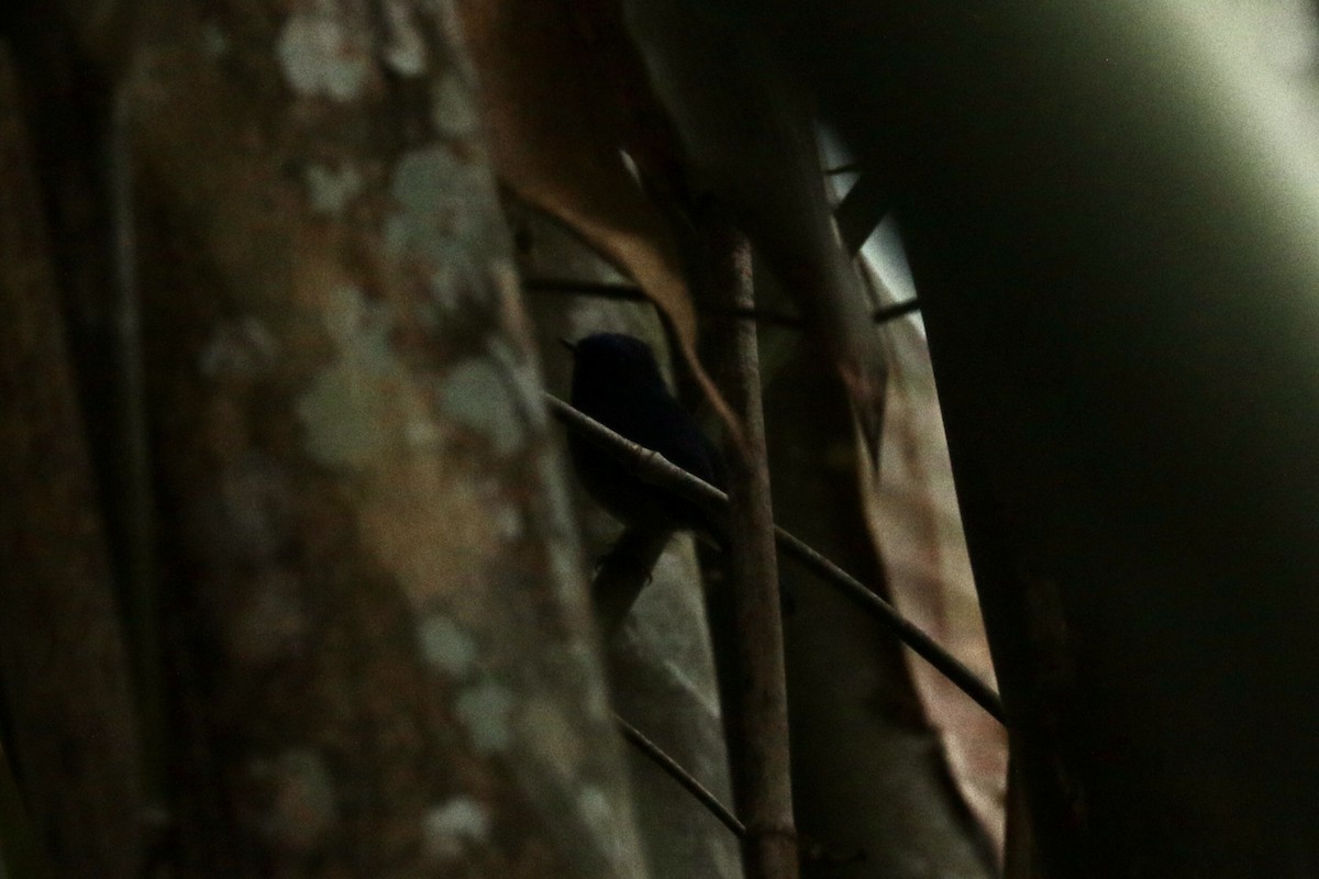 White-tailed Robin - ML646204181