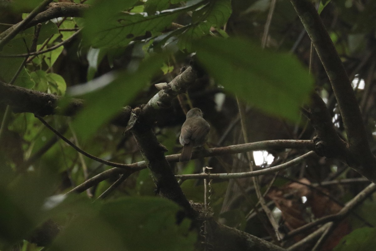 White-tailed Robin - ML646204182