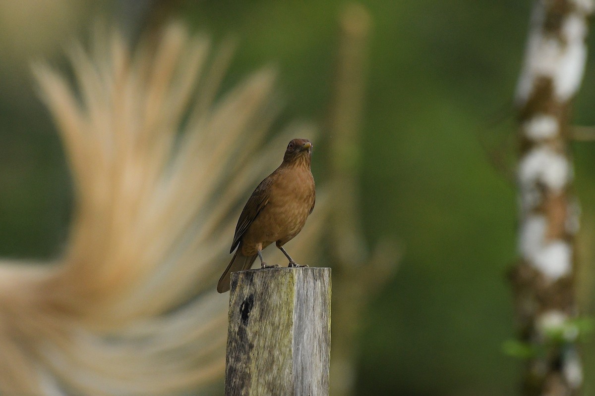 Clay-colored Thrush - ML646204183