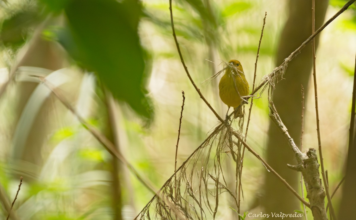 Saffron Finch - ML646204184