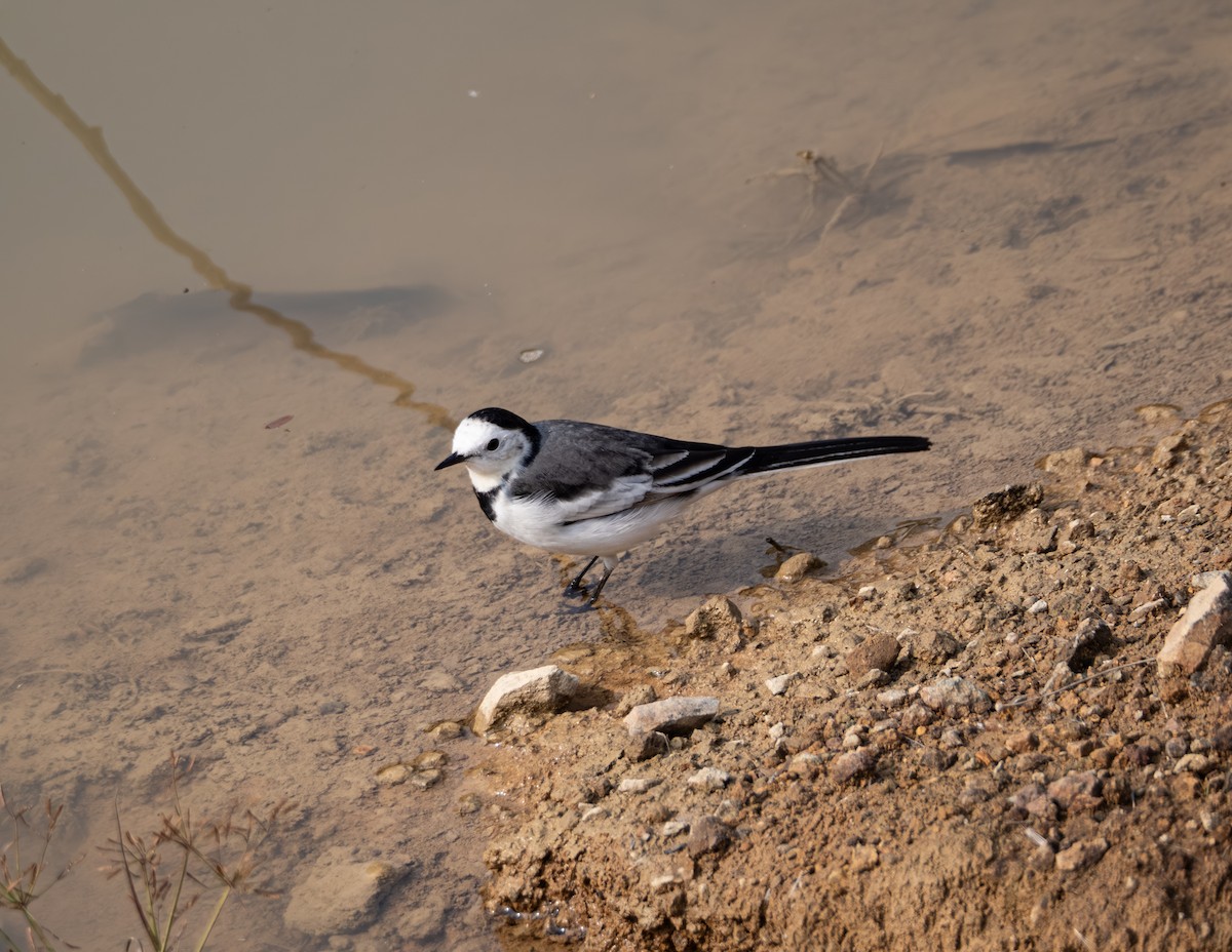 White Wagtail - ML646204187