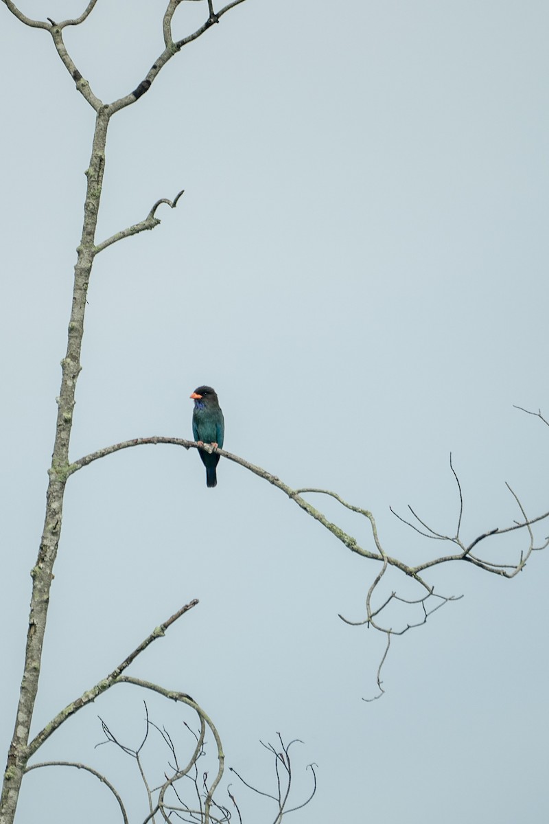 Dollarbird - ML646204189