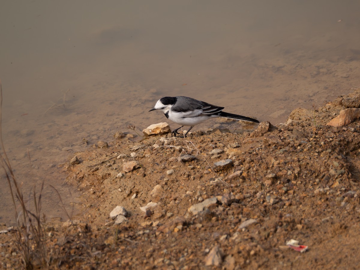 White Wagtail - ML646204191