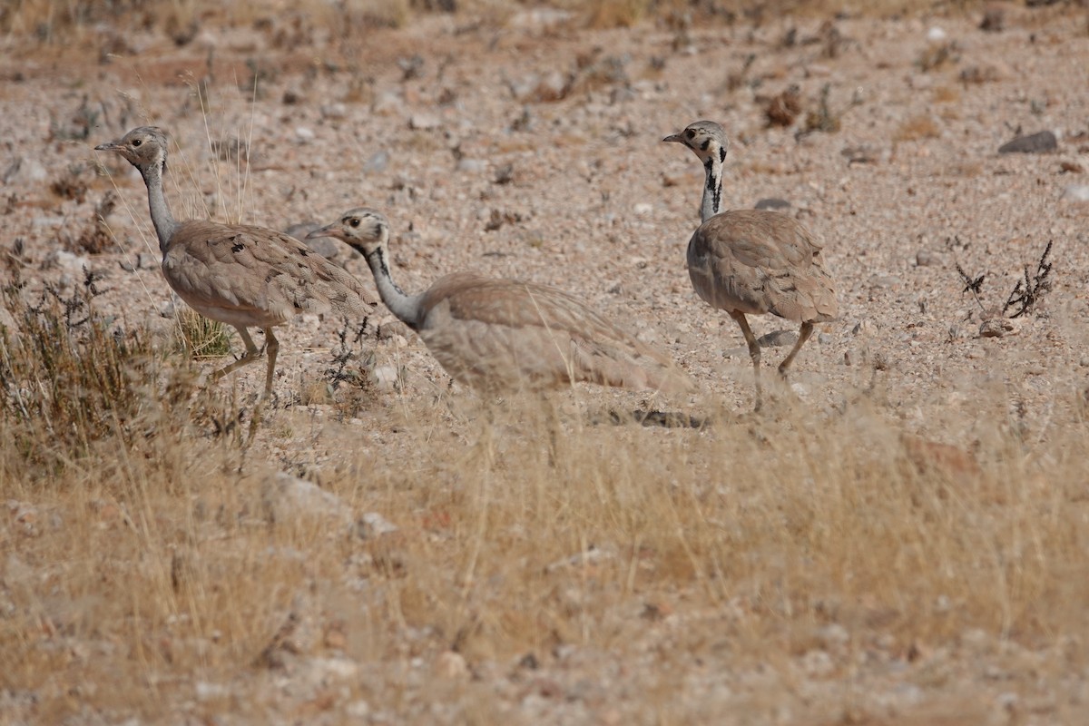Rüppell's Bustard - ML646204193