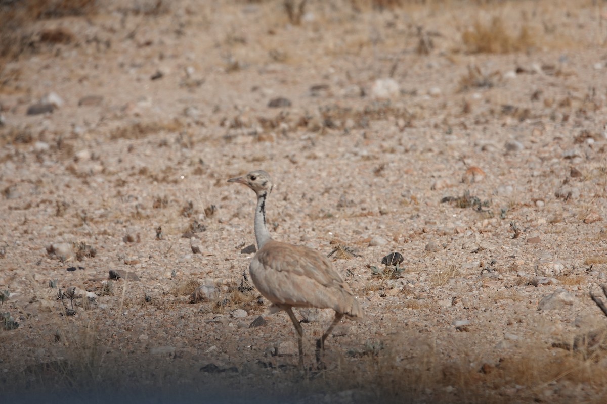 Rüppell's Bustard - ML646204194