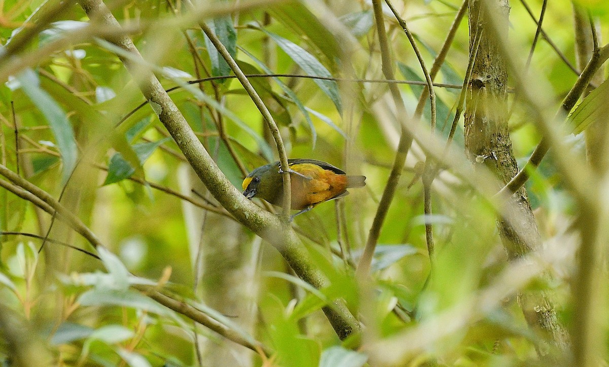 Olive-backed Euphonia - ML646204196