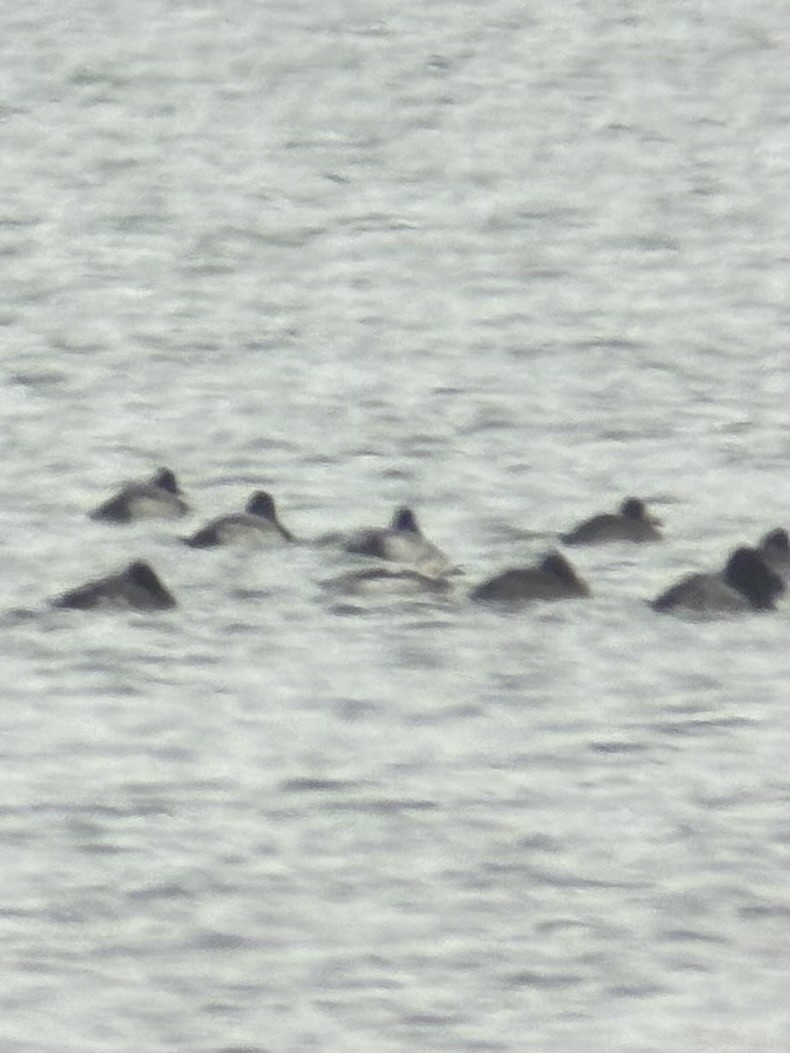 Long-tailed Duck - ML646204197