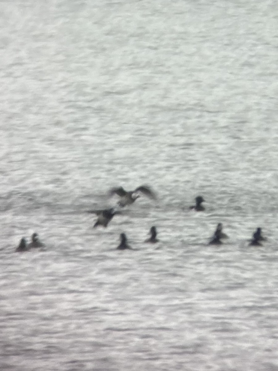 Long-tailed Duck - ML646204198