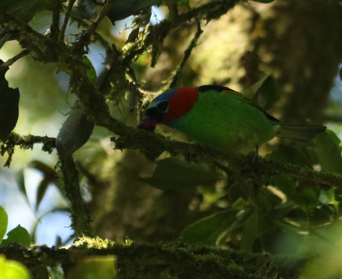 Red-necked Tanager - ML646204205
