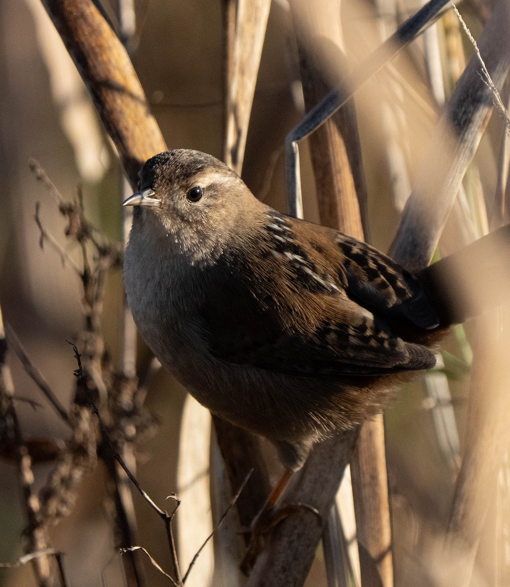 Marsh Wren - ML646204207