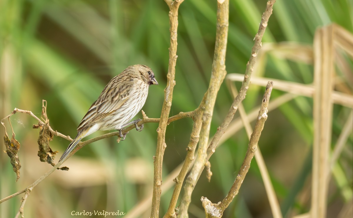 Saffron Finch - ML646204210