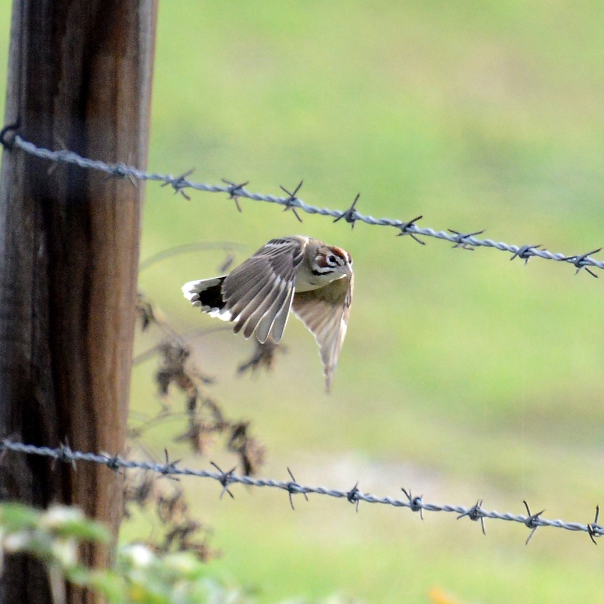 Lark Sparrow - ML646204214