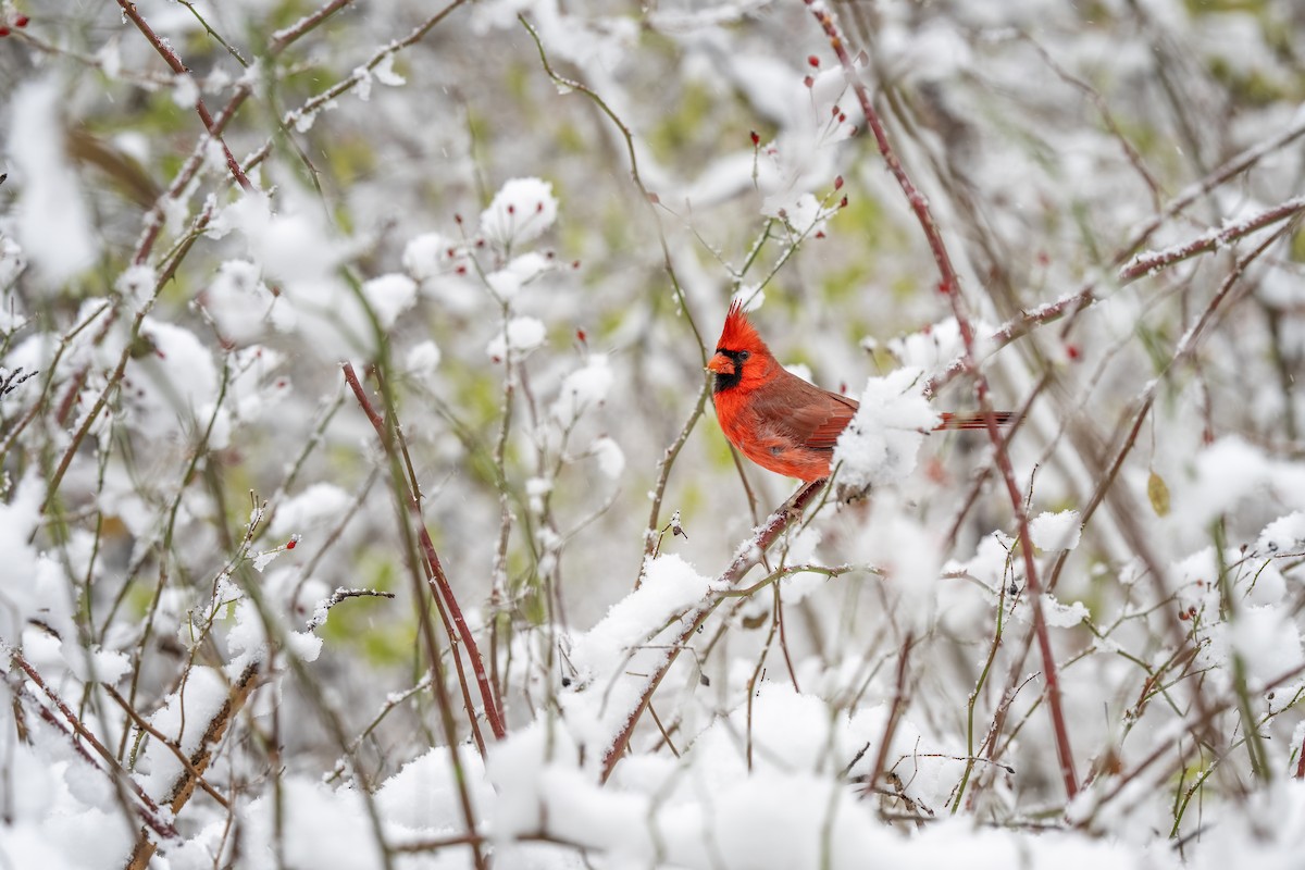 Northern Cardinal - ML646204215