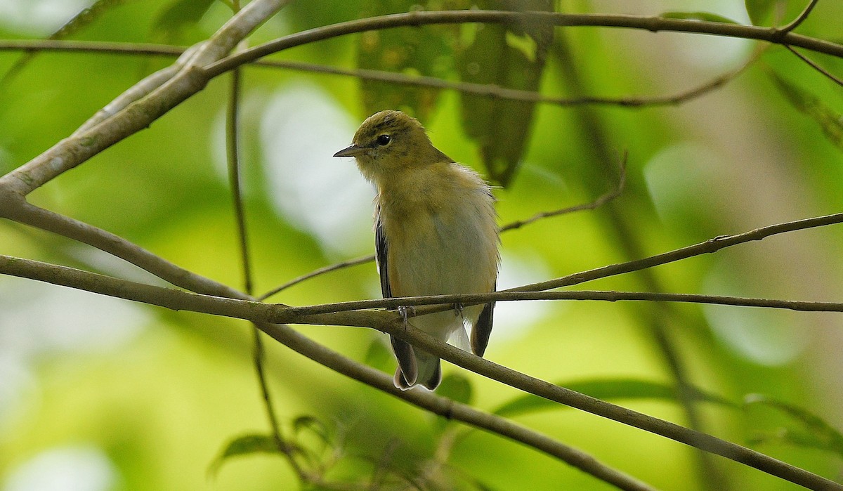 Bay-breasted Warbler - ML646204216