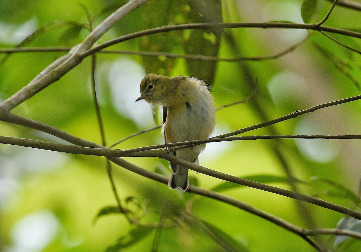Bay-breasted Warbler - ML646204217