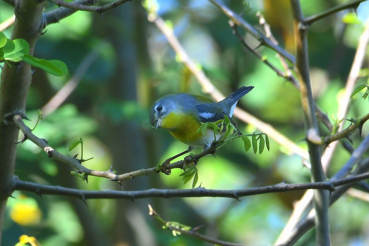 Очковая древесница - ML646204219