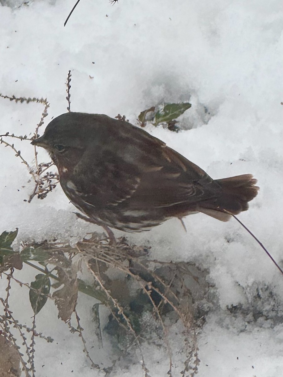 Fox Sparrow - ML646204220