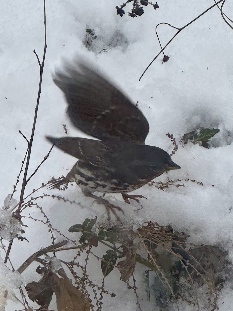 Fox Sparrow - ML646204221