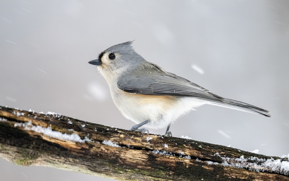 Tufted Titmouse - ML646204229