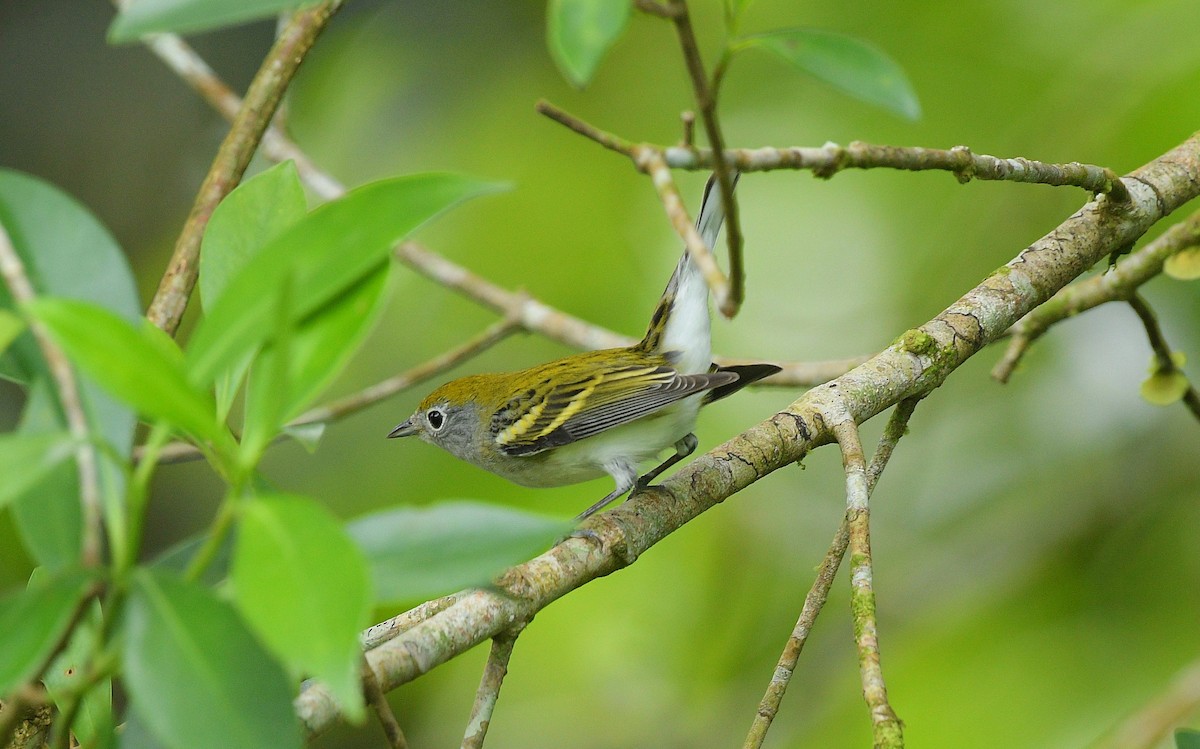 lesňáček rezavoboký - ML646204231