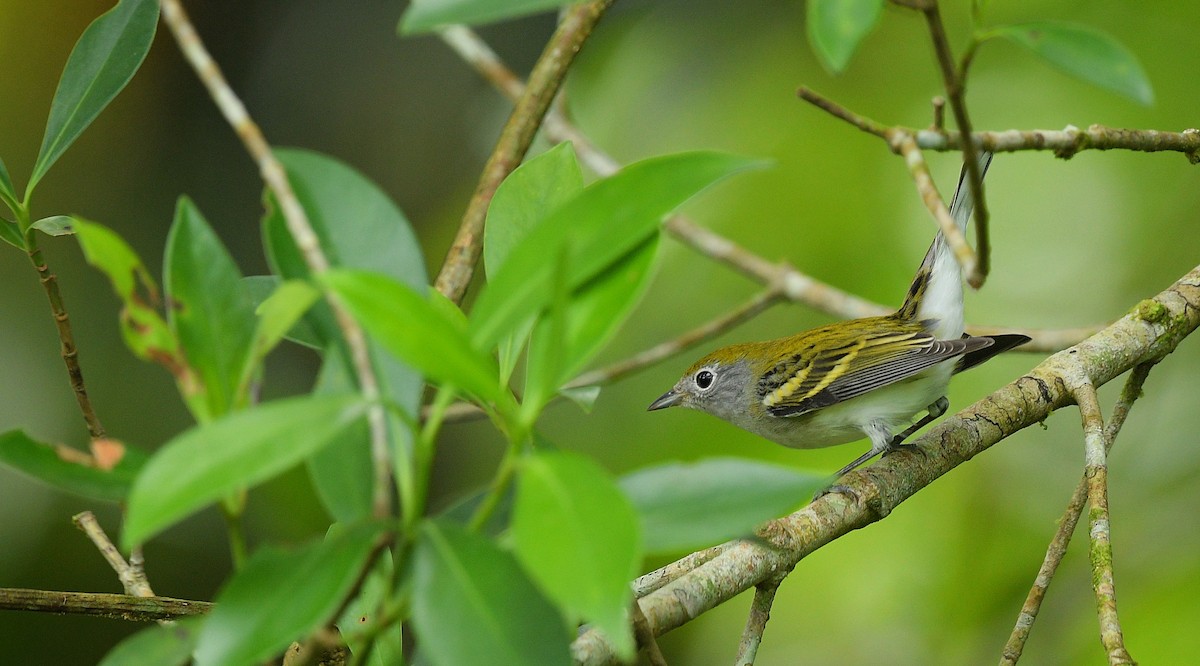 lesňáček rezavoboký - ML646204232