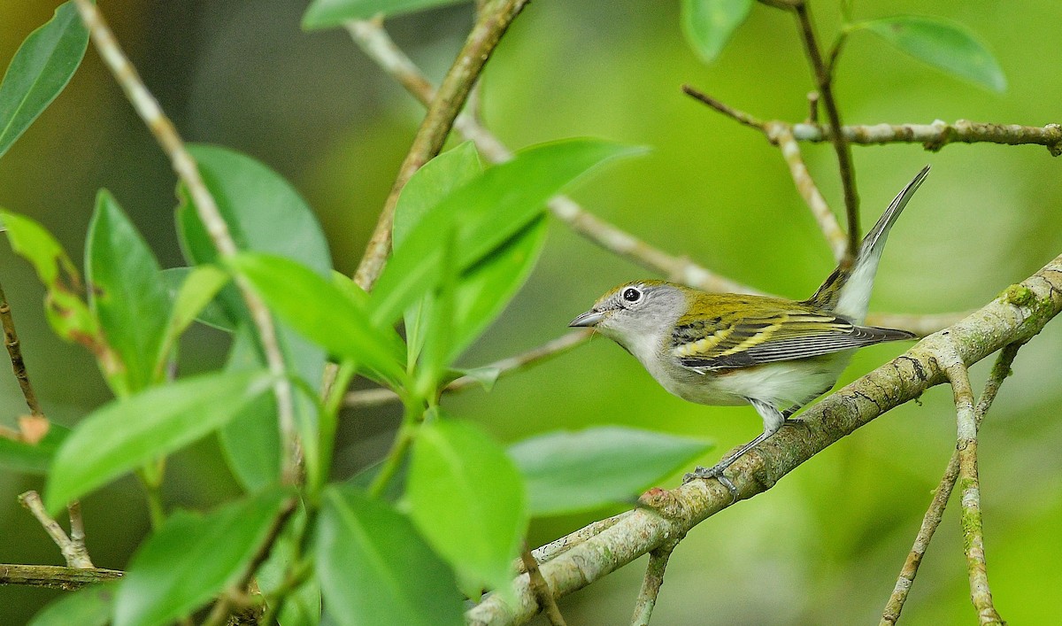 lesňáček rezavoboký - ML646204233