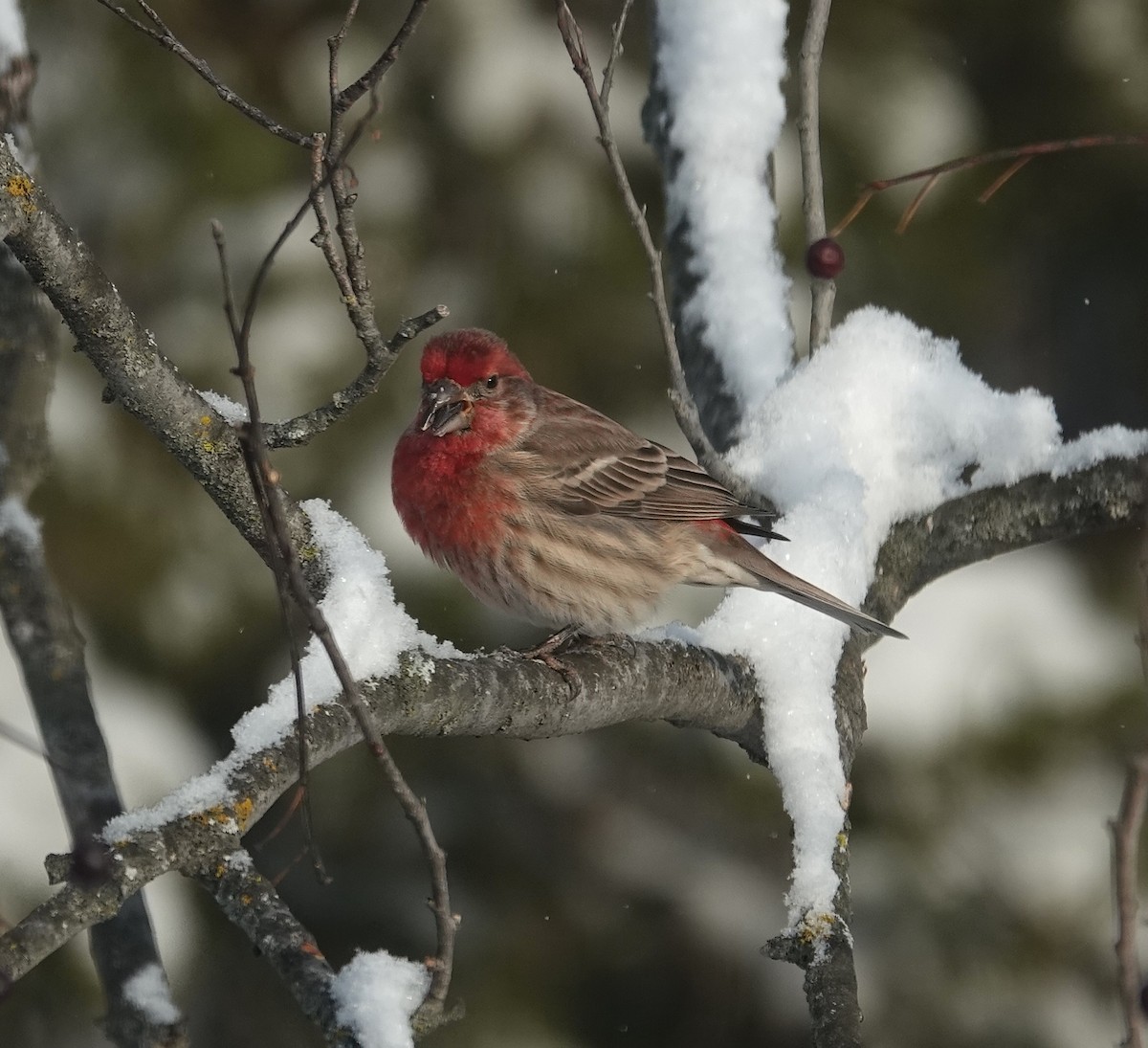 House Finch - ML646204234