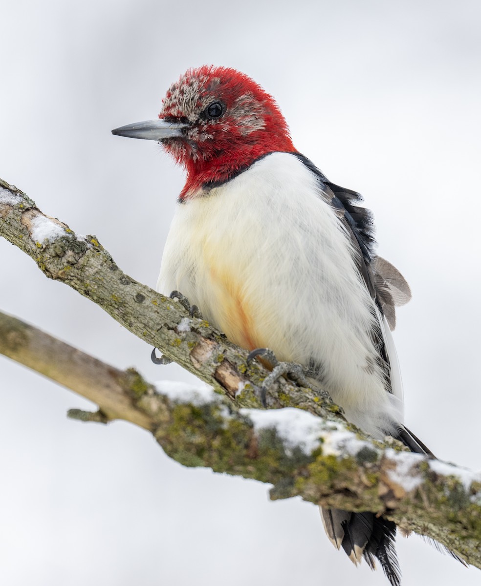 Red-headed Woodpecker - ML646204236