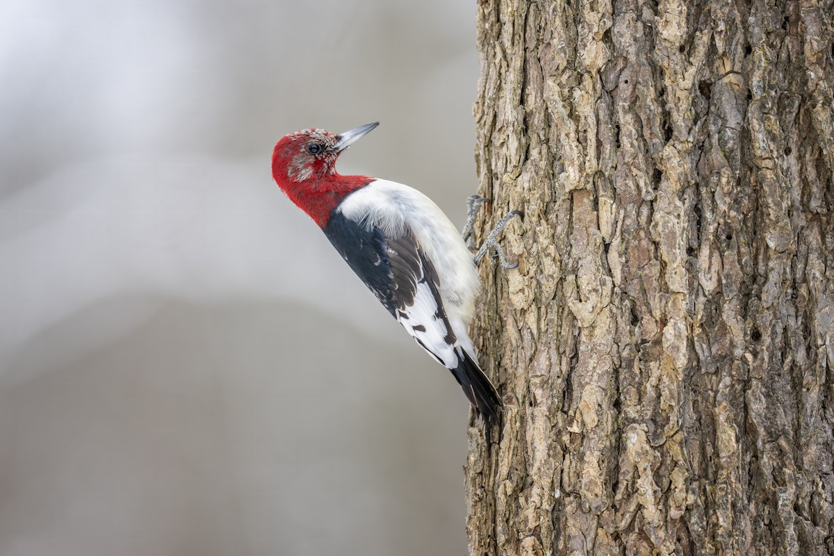 Red-headed Woodpecker - ML646204237