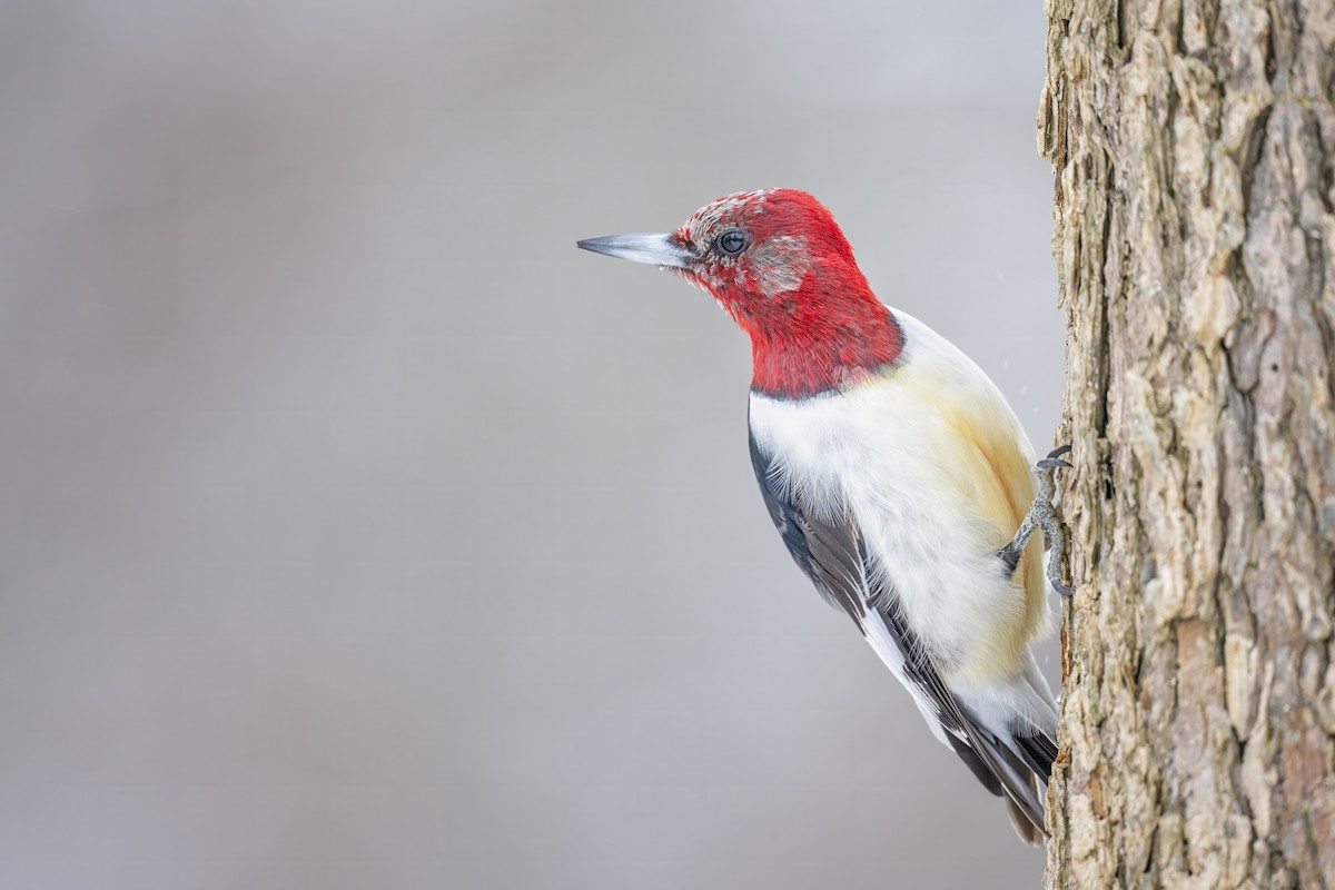 Red-headed Woodpecker - ML646204238
