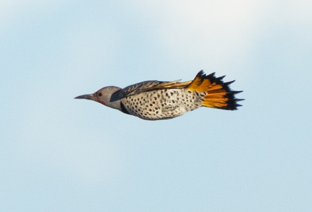 Northern Flicker - ML646204243