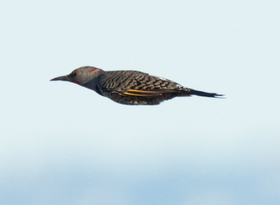 Northern Flicker - ML646204244
