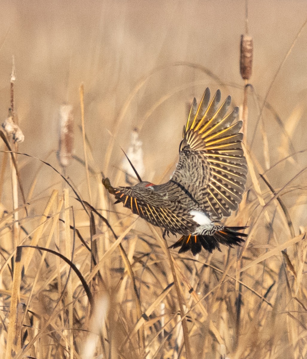 Northern Flicker - ML646204245