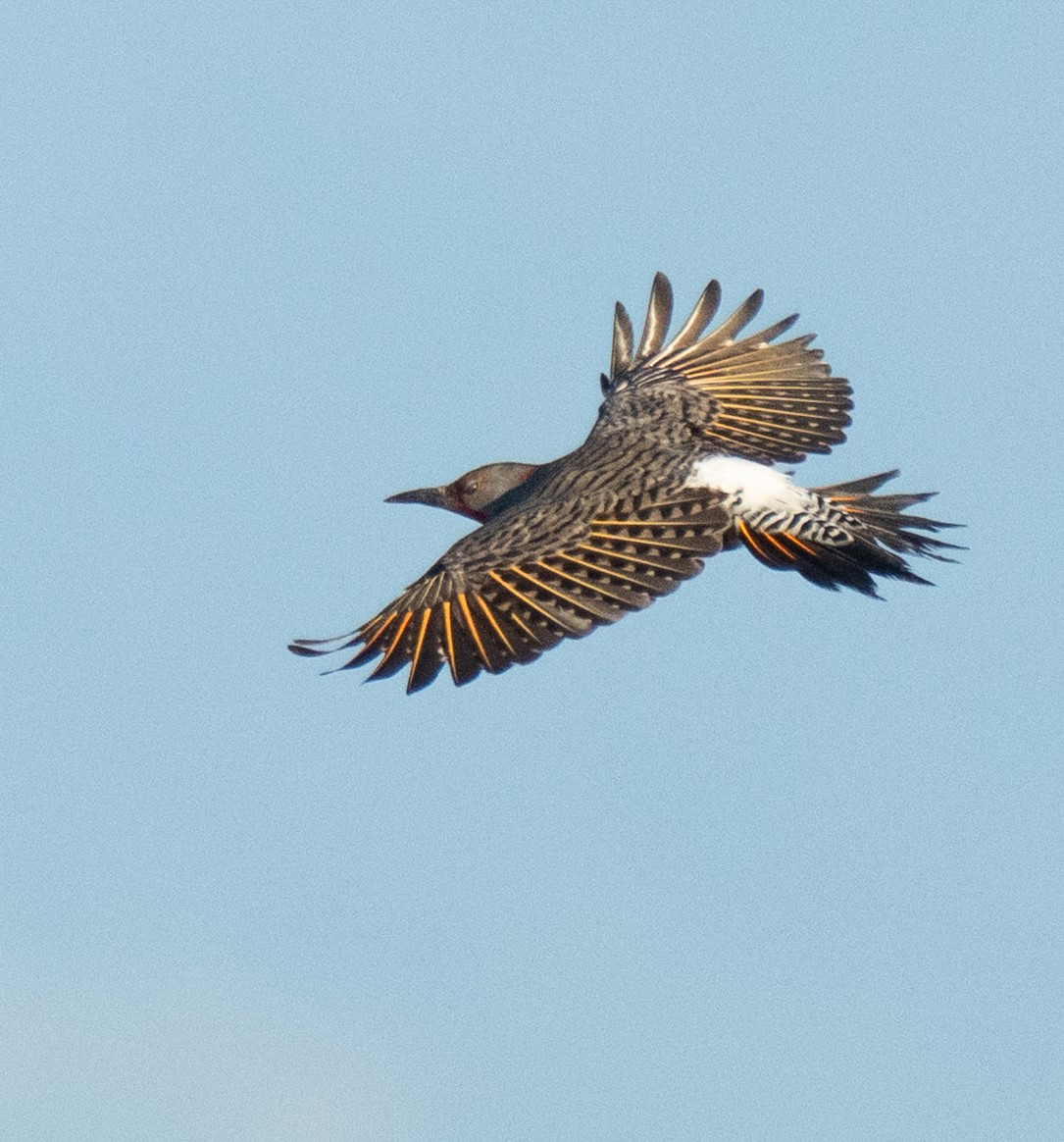Northern Flicker - ML646204246