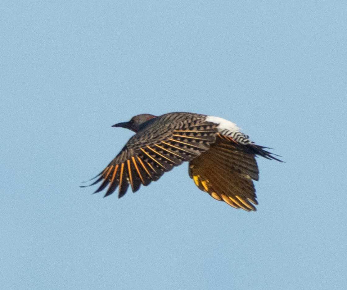 Northern Flicker - ML646204247