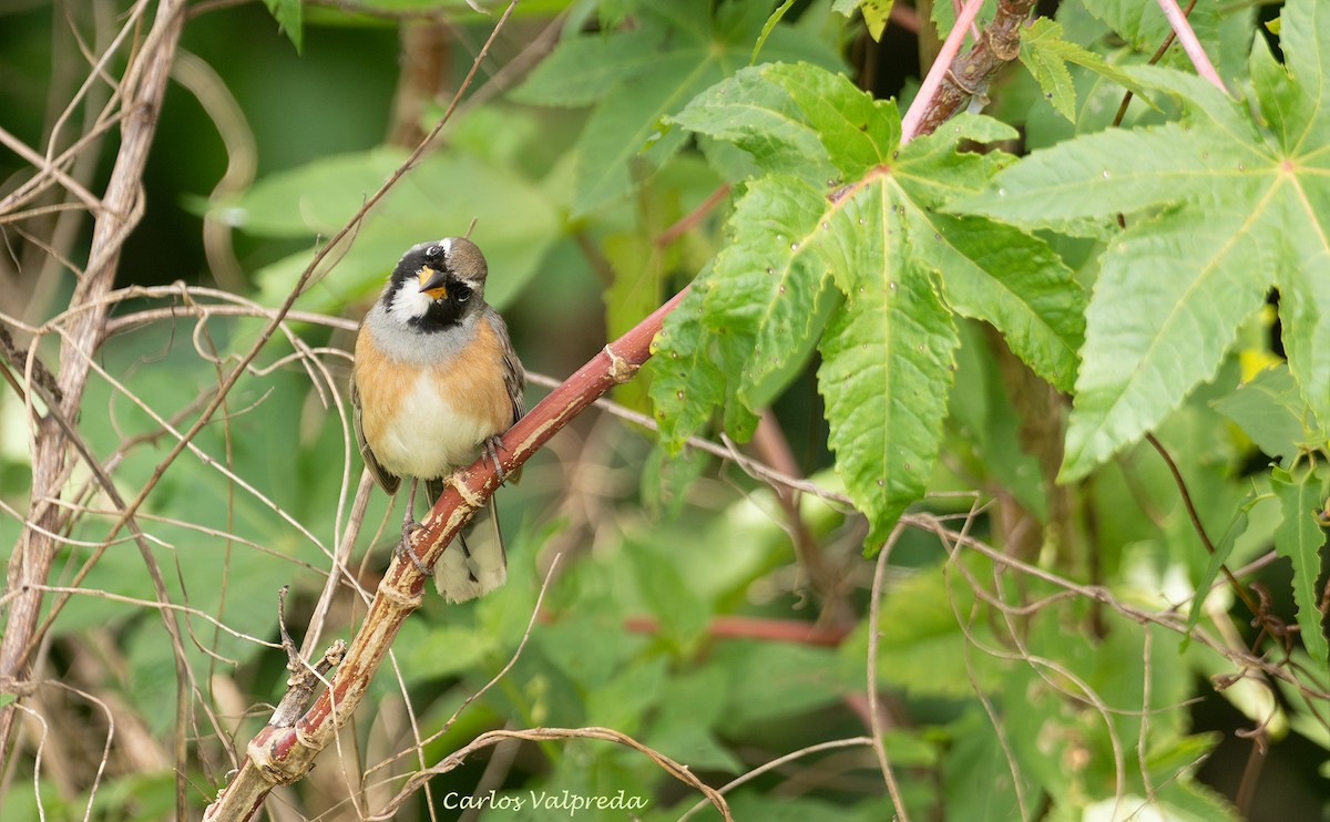 Pepitero Chico - ML646204248