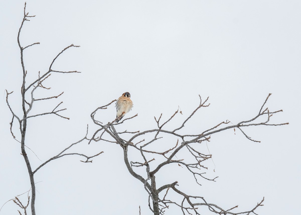 American Kestrel - ML646204252
