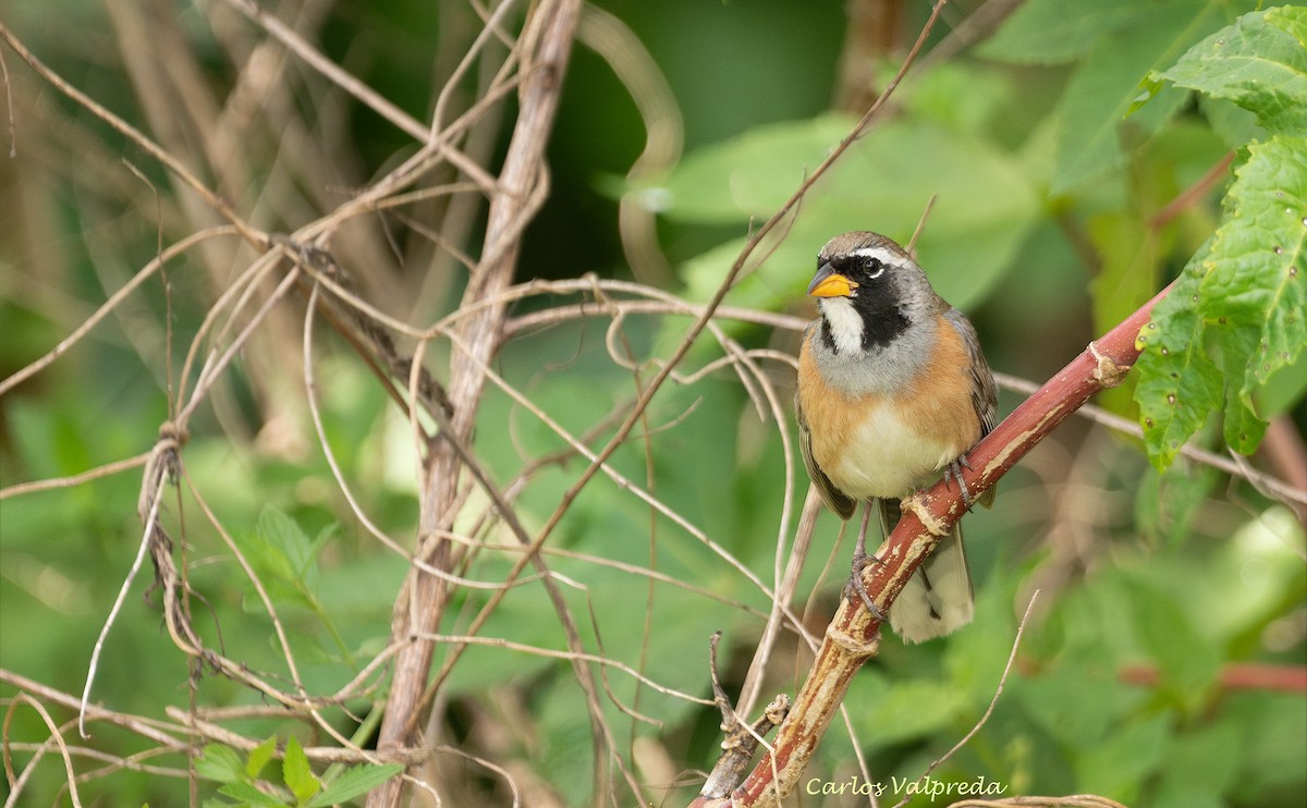 Pepitero Chico - ML646204256